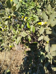 Quercus × autumnalis (Quercus × autumnalis)