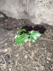 Quercus × autumnalis (Quercus × autumnalis)