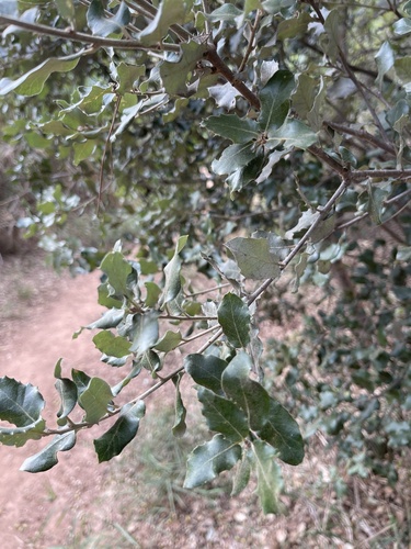 Quercus × autumnalis (Quercus × autumnalis)