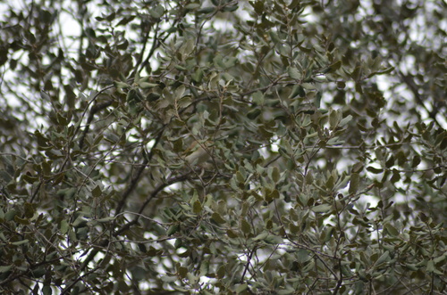 Quercus × autumnalis (Quercus × autumnalis)