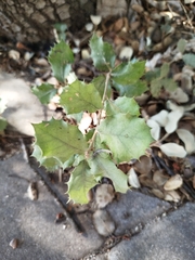 Quercus × autumnalis (Quercus × autumnalis)