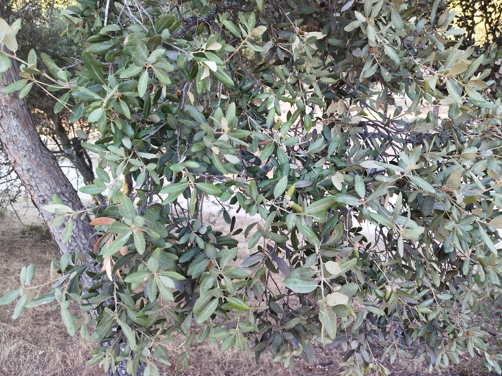 Quercus × autumnalis (Quercus × autumnalis)