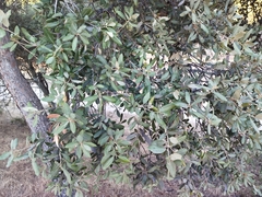 Quercus × autumnalis (Quercus × autumnalis)
