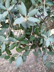 Quercus × autumnalis (Quercus × autumnalis)