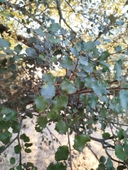 Quercus × autumnalis (Quercus × autumnalis)