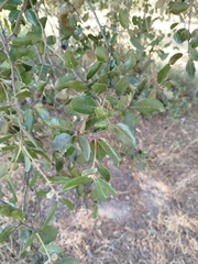 Quercus × autumnalis (Quercus × autumnalis)