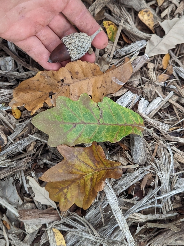 Burnet oak (Quercus × burnetensis)