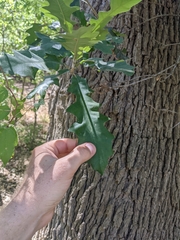 Burnet oak (Quercus × burnetensis)