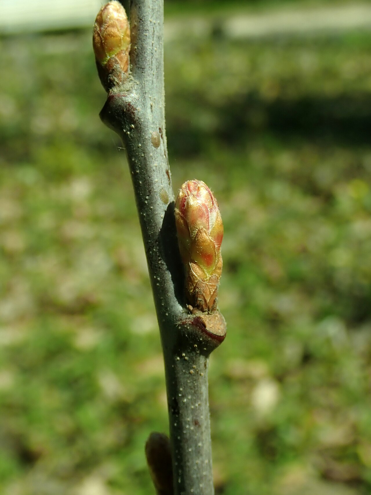 Bush oak: Quercus × bushii , Berlin-Dahlem Botanical Garden.