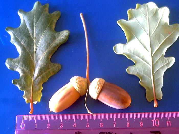 Quercus × coutinhoi: Bellota y hojas de Quercus × coutinhoi — de la Dehesa Boyal de Puertollano , España.