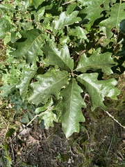 Hybrid oak (Quercus × faxonii)