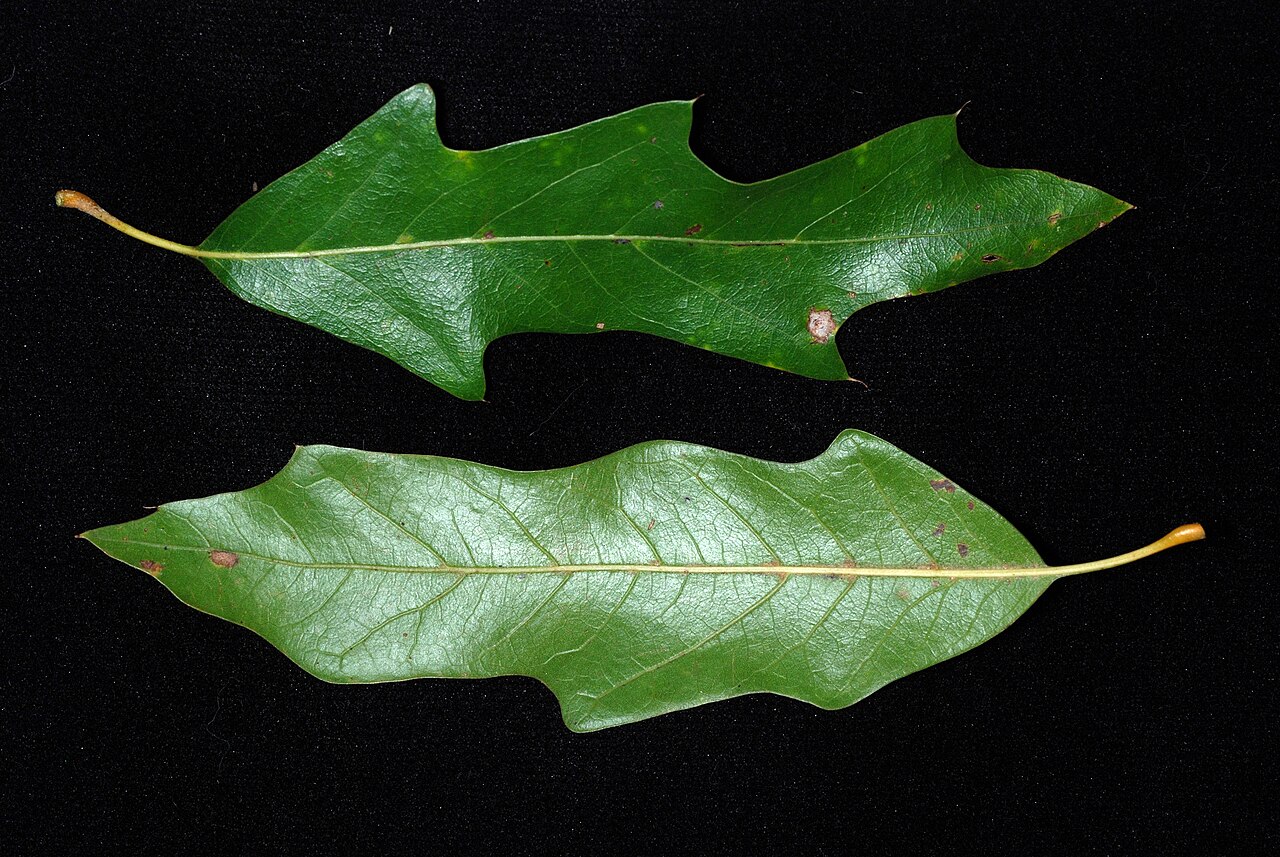 Hybrid oak: Quercus × filialis (Q. phellos × Q. velutina).