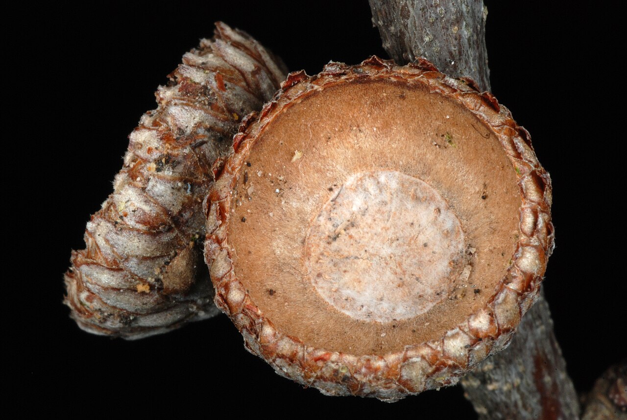 Hybrid oak: Quercus × filialis (Q. phellos × Q. velutina).