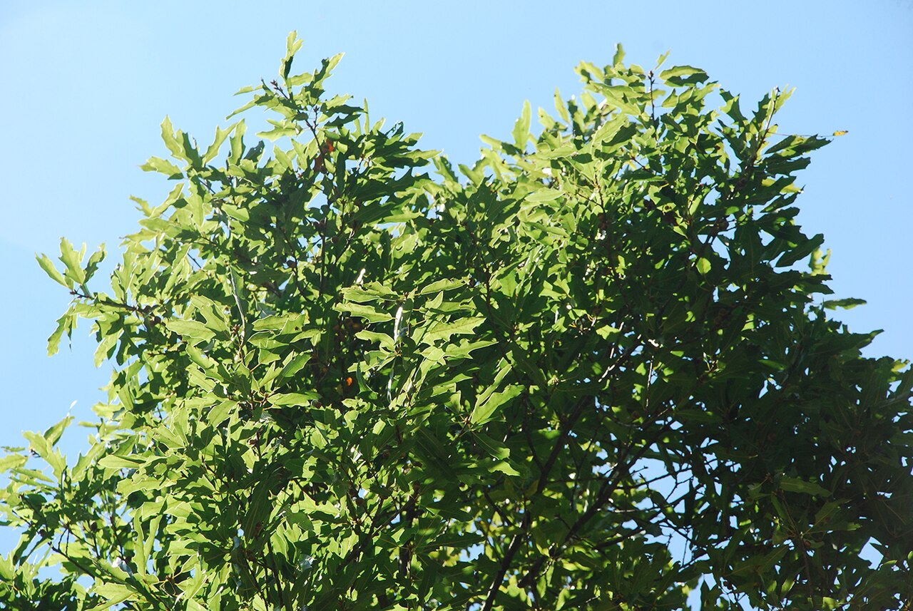 Hybrid oak: Quercus × filialis (Q. phellos × Q. velutina).