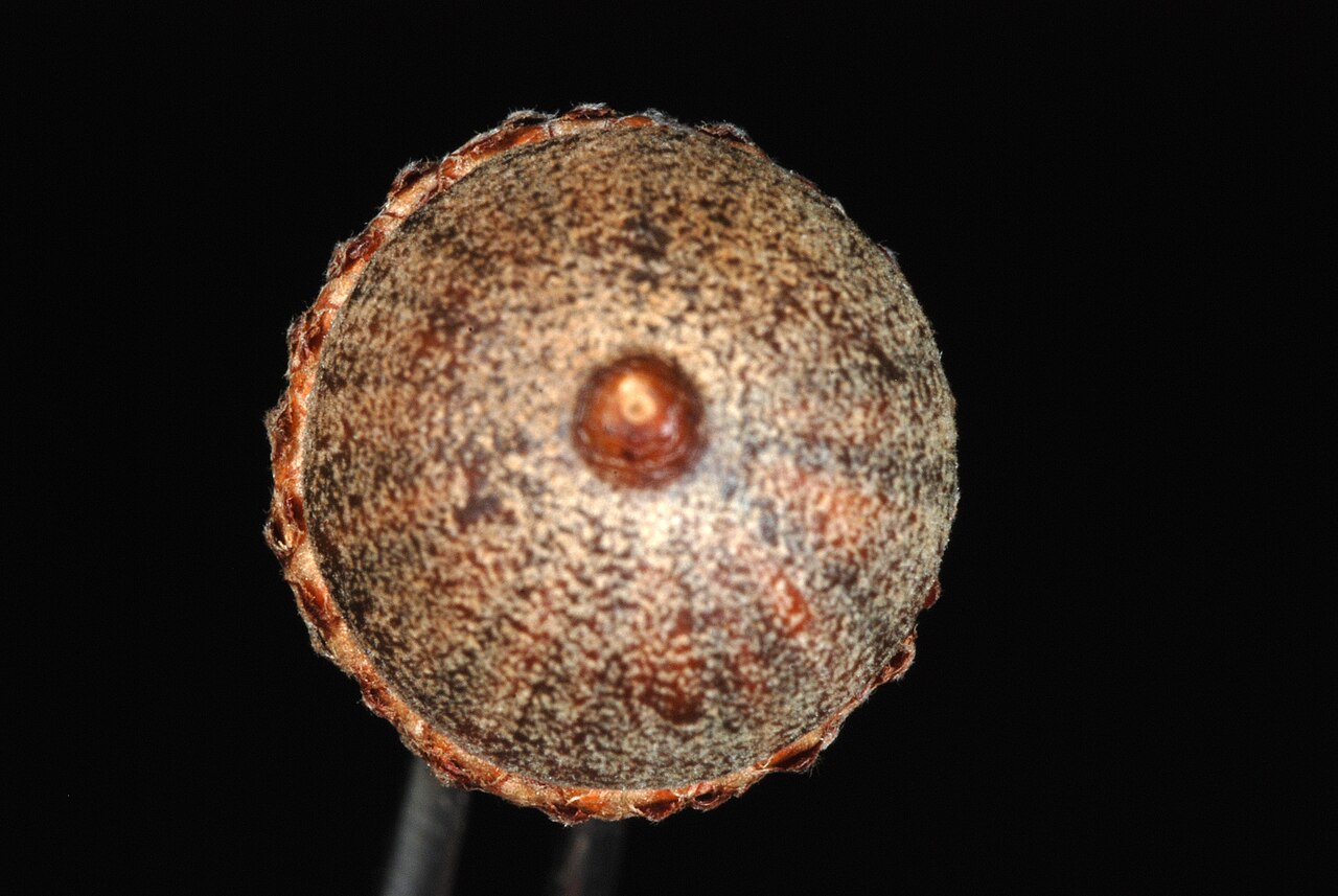Hybrid oak: Quercus × filialis (Q. phellos × Q. velutina).