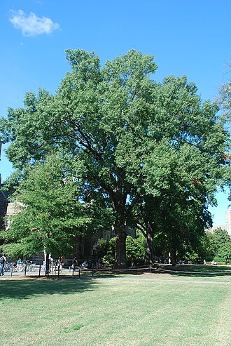 Hybrid oak: Quercus × filialis (Q. phellos × Q. velutina).