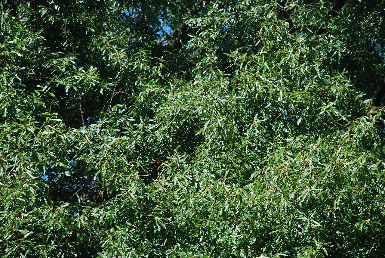 Hybrid oak: Quercus × filialis (Q. phellos × Q. velutina).