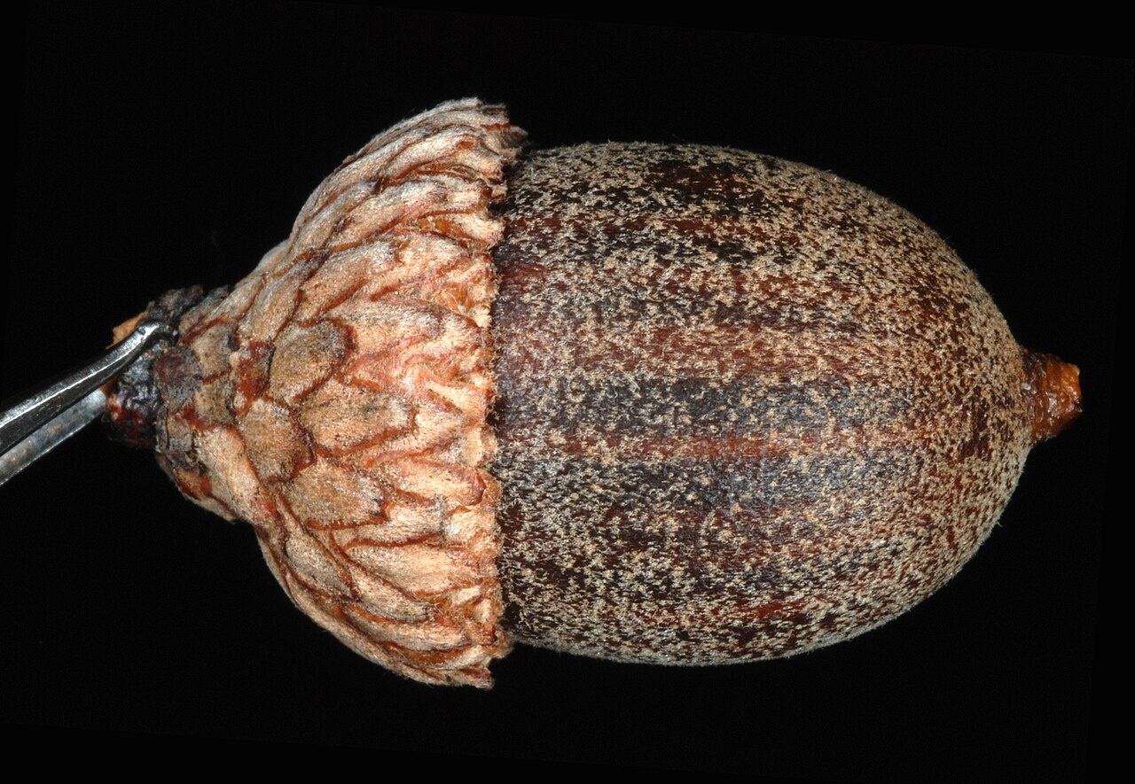 Hybrid oak: Quercus × filialis (Q. phellos × Q. velutina).