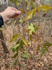 Hybrid oak (Quercus × filialis)