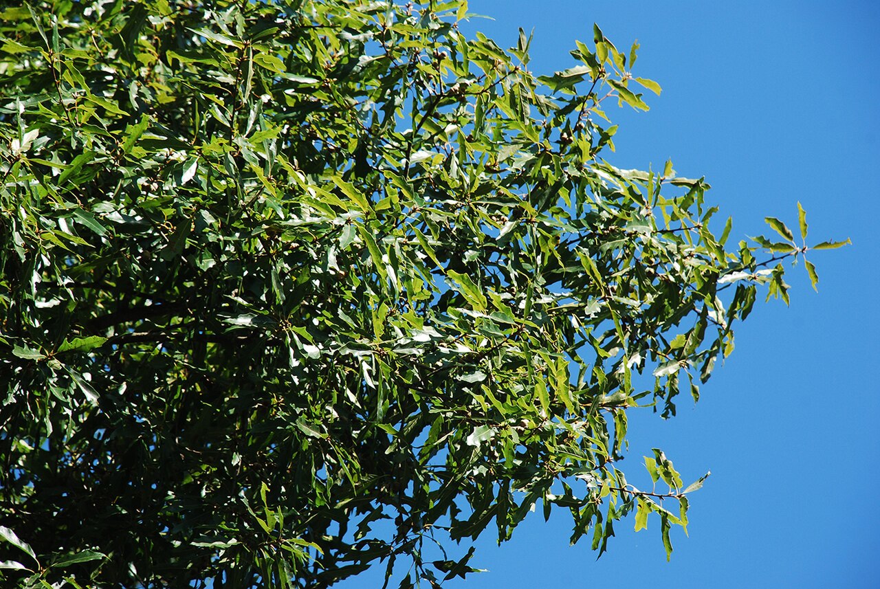 Hybrid oak: Quercus × filialis (Q. phellos × Q. velutina).