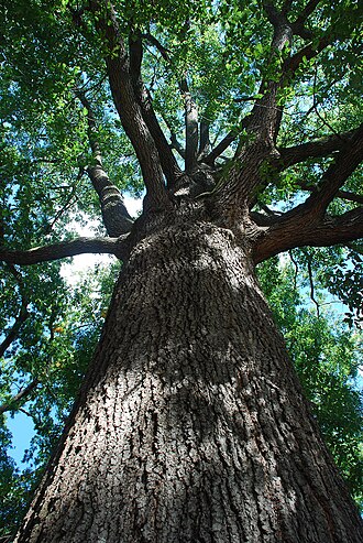Hybrid oak: Quercus × filialis (Q. phellos × Q. velutina).