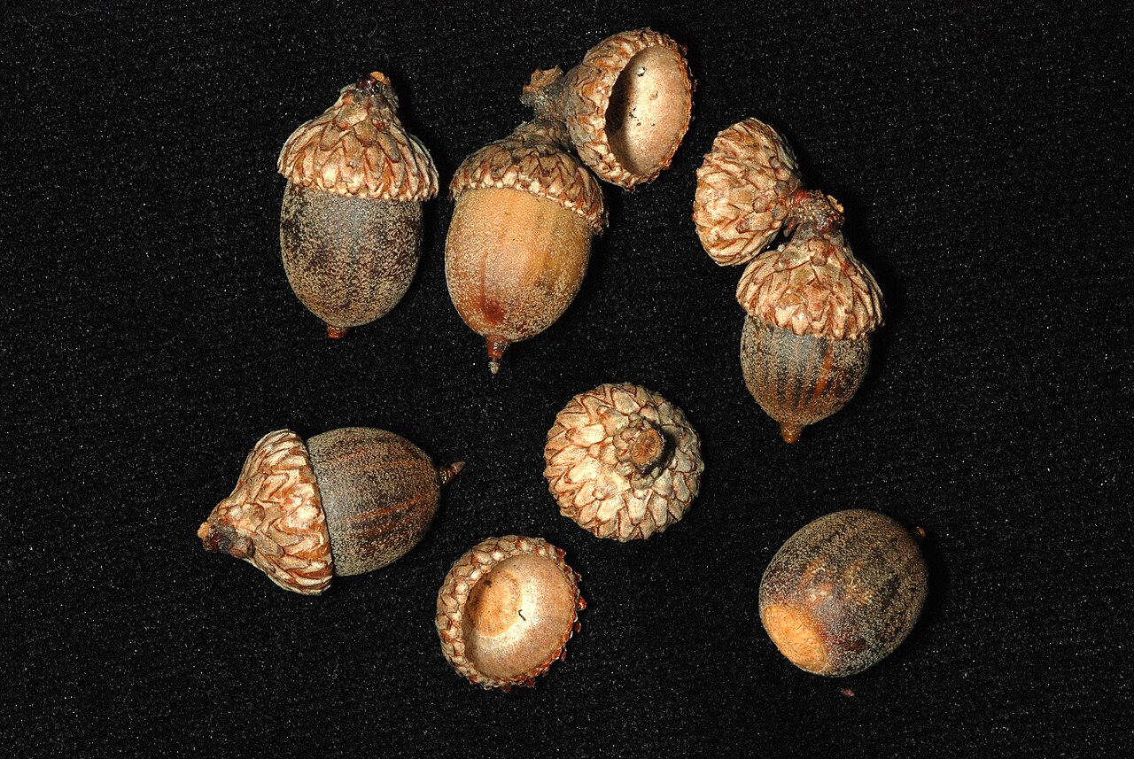 Hybrid oak: Quercus × filialis (Q. phellos × Q. velutina).