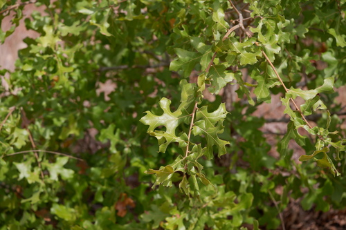 Hastings oak (Quercus × hastingsii)