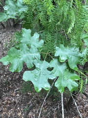 Hastings oak (Quercus × hastingsii)