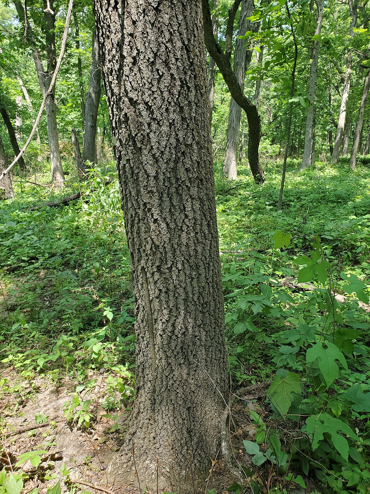 Hawkins' oak: Quercus × hawkinsiae in the United States