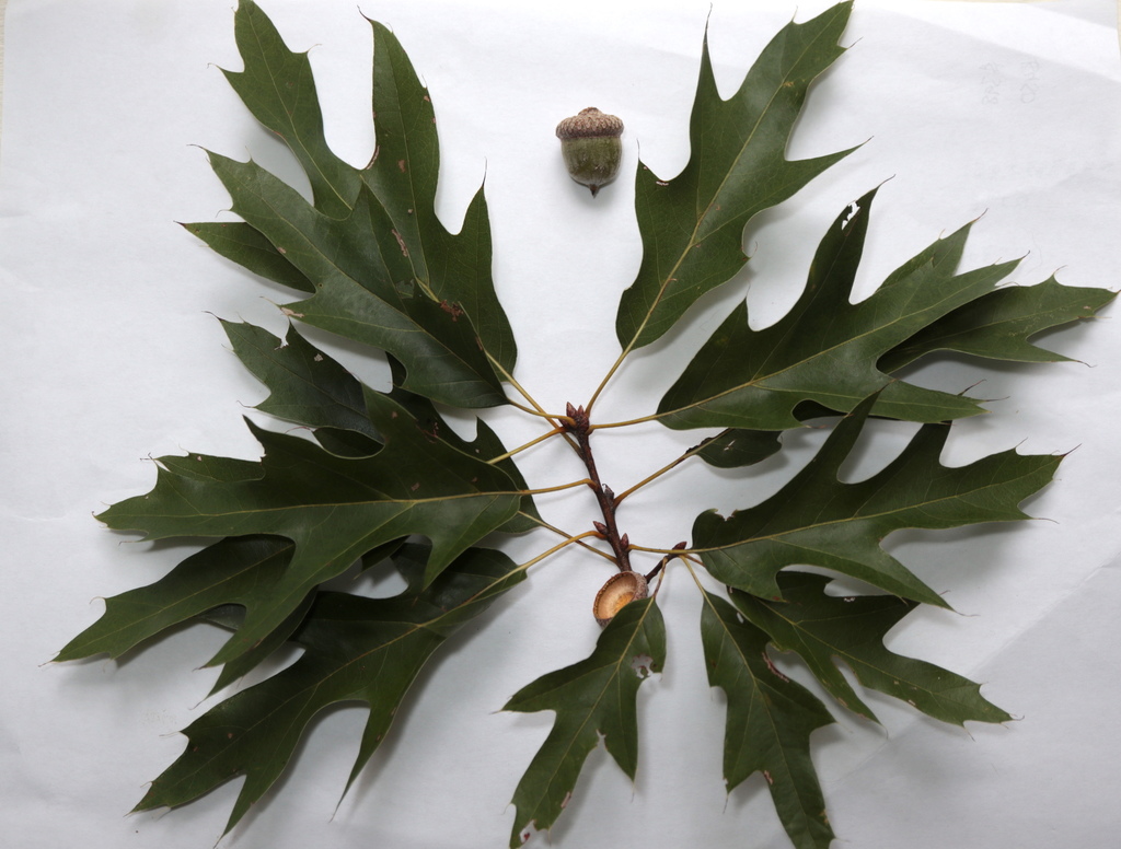 Bartram oak (Quercus × heterophylla)
