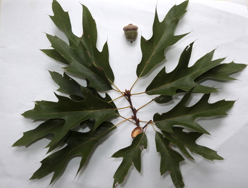 Bartram oak (Quercus × heterophylla)