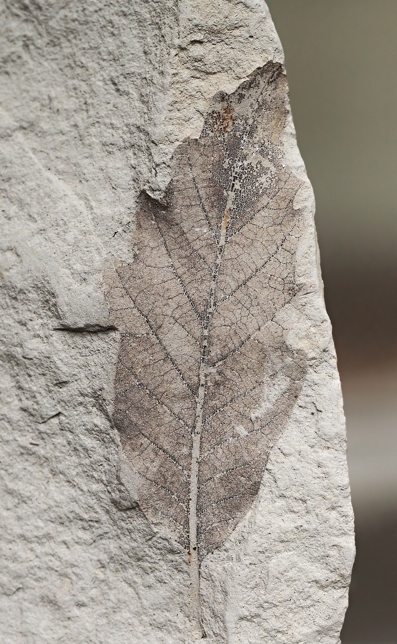 Quercus × hispanica: Quercus × hispanica . Neógeno Mioceno, Lérida (España). Museo Geominero, Madrid.