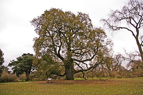 Quercus × hispanica: Lucombe Oak (Quercus x hispanica 'Lucombeana' ) The Lucombe Oak is a natural hybrid between the Turkey Oak and the Cork Oak, discovered in 1765 by William Lucom