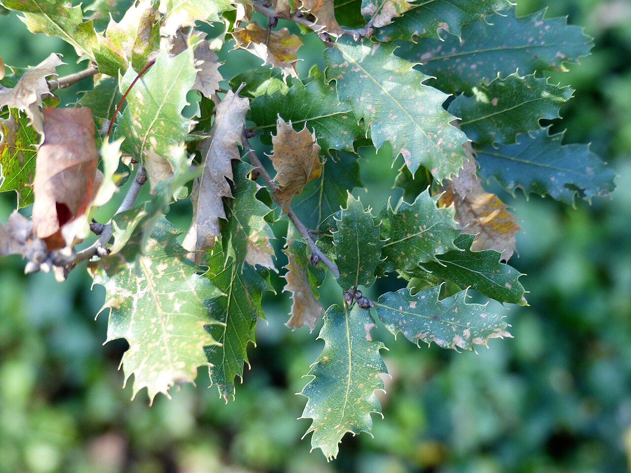 Quercus × hispanica: Feuilles de Quercus hispanica