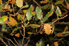 Quercus × hispanica (Quercus × hispanica)
