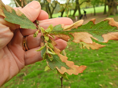 Quercus × hispanica (Quercus × hispanica)