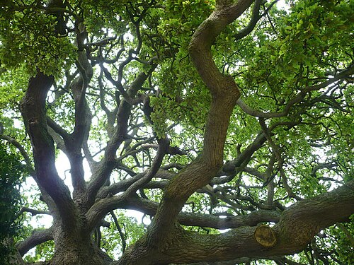 Quercus × hispanica: Luccombe oak (quercus hispanica) A cross between a turkey and a cork oak, this was named after a nurseryman who discovered it in the 1760s. He used the timber f