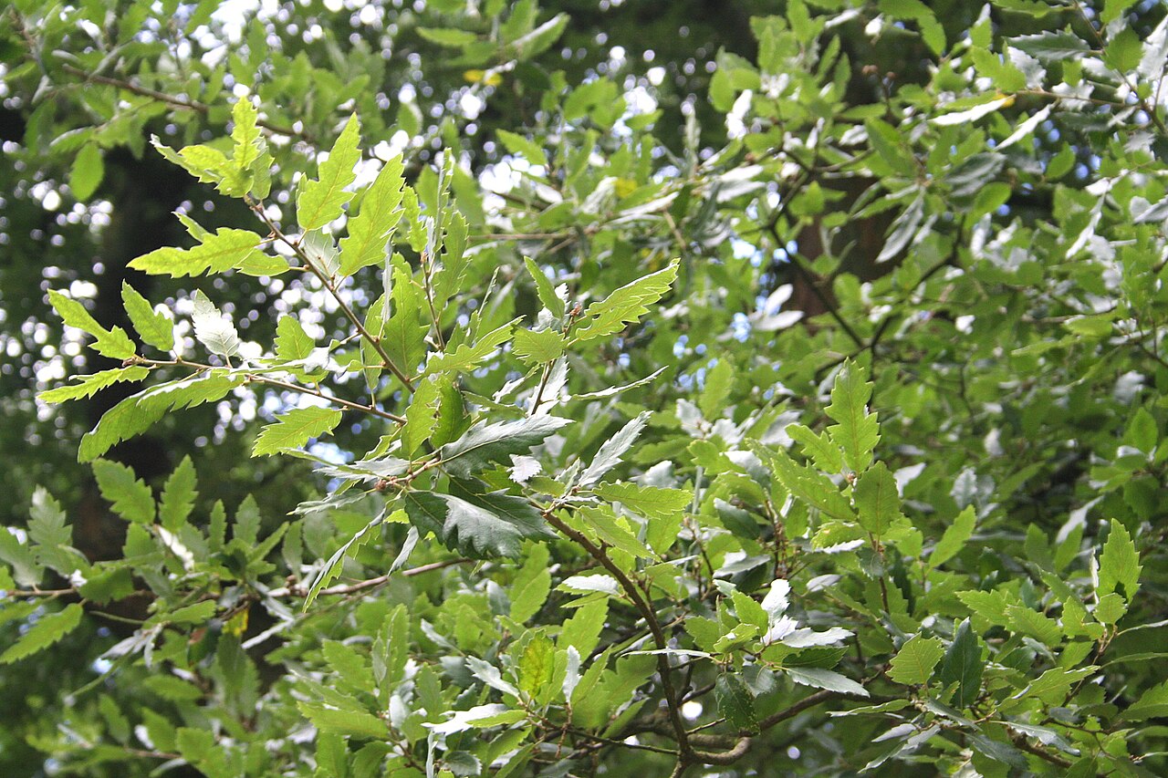Quercus × hispanica: Feuilles du chêne de Lucombe ou faux chêne-liège d'Espagne
