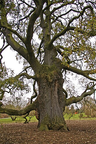 Quercus × hispanica: Lucombe Oak (Quercus x hispanica 'Lucombeana' ) Main trunk of the Lucombe Oak at Kew Gardens. As can be seen this tree is only semi deciduous, only losing its l
