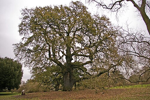 Quercus × hispanica: Lucombe Oak (Quercus x hispanica 'Lucombeana' ) The Lucombe Oak is a natural hybrid between the Turkey Oak and the Cork Oak, discovered in 1765 by William Lucom
