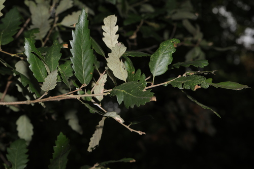 Quercus × hispanica (Quercus × hispanica)