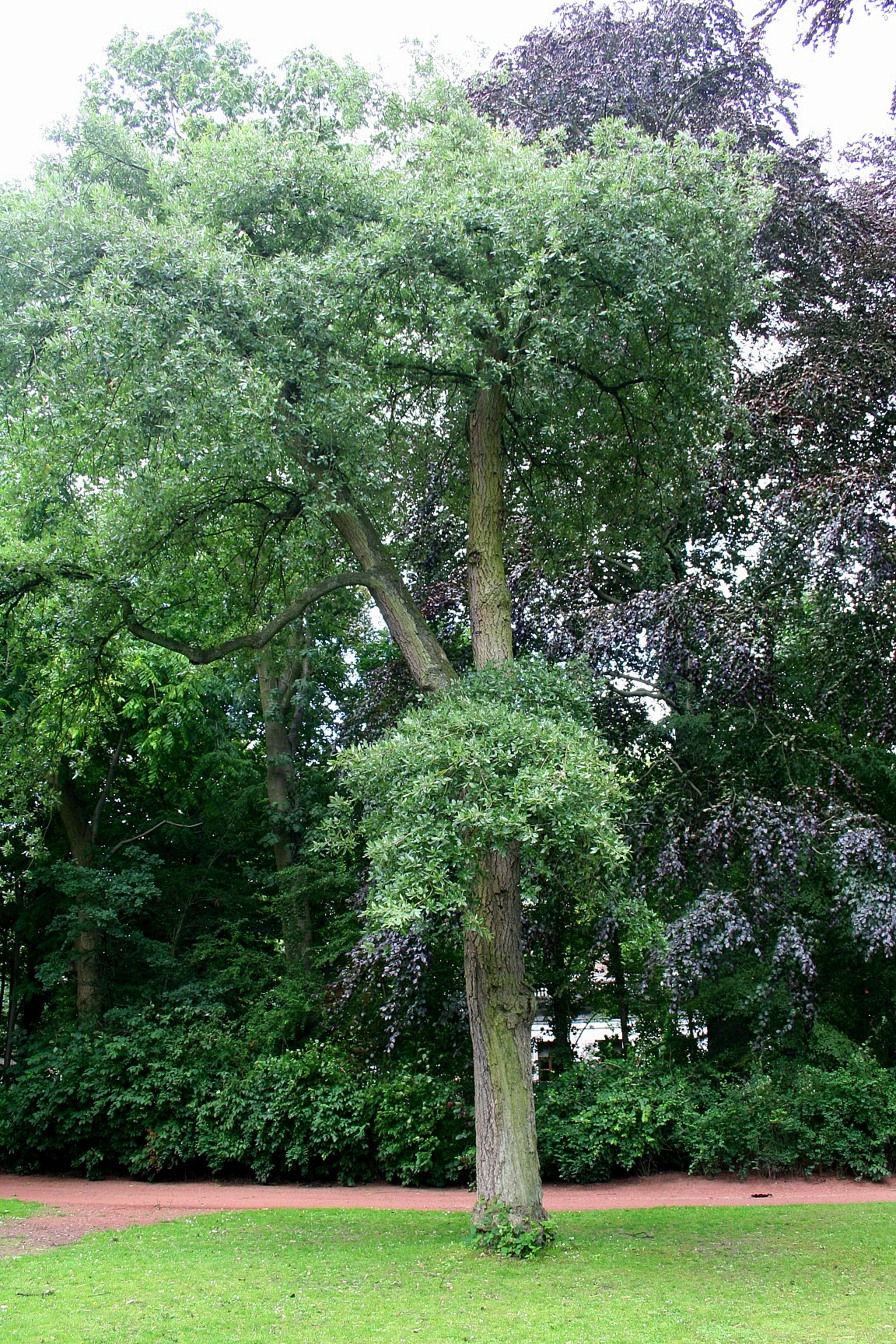 Quercus × hispanica: Chêne de Lucombe
