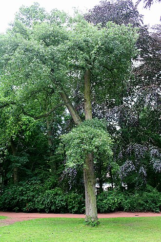 Quercus × hispanica: Chêne de Lucombe