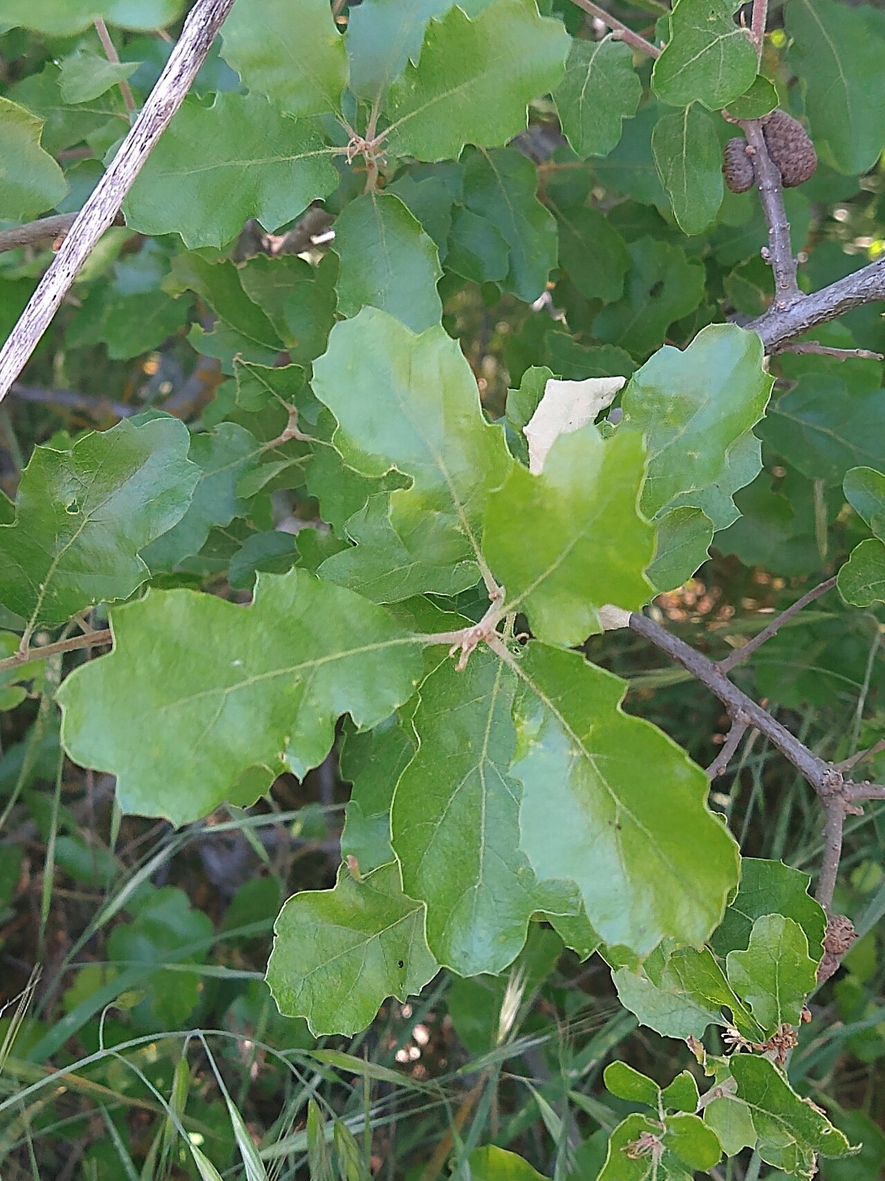 Hybrid oak: Quercus × howellii in the United States
