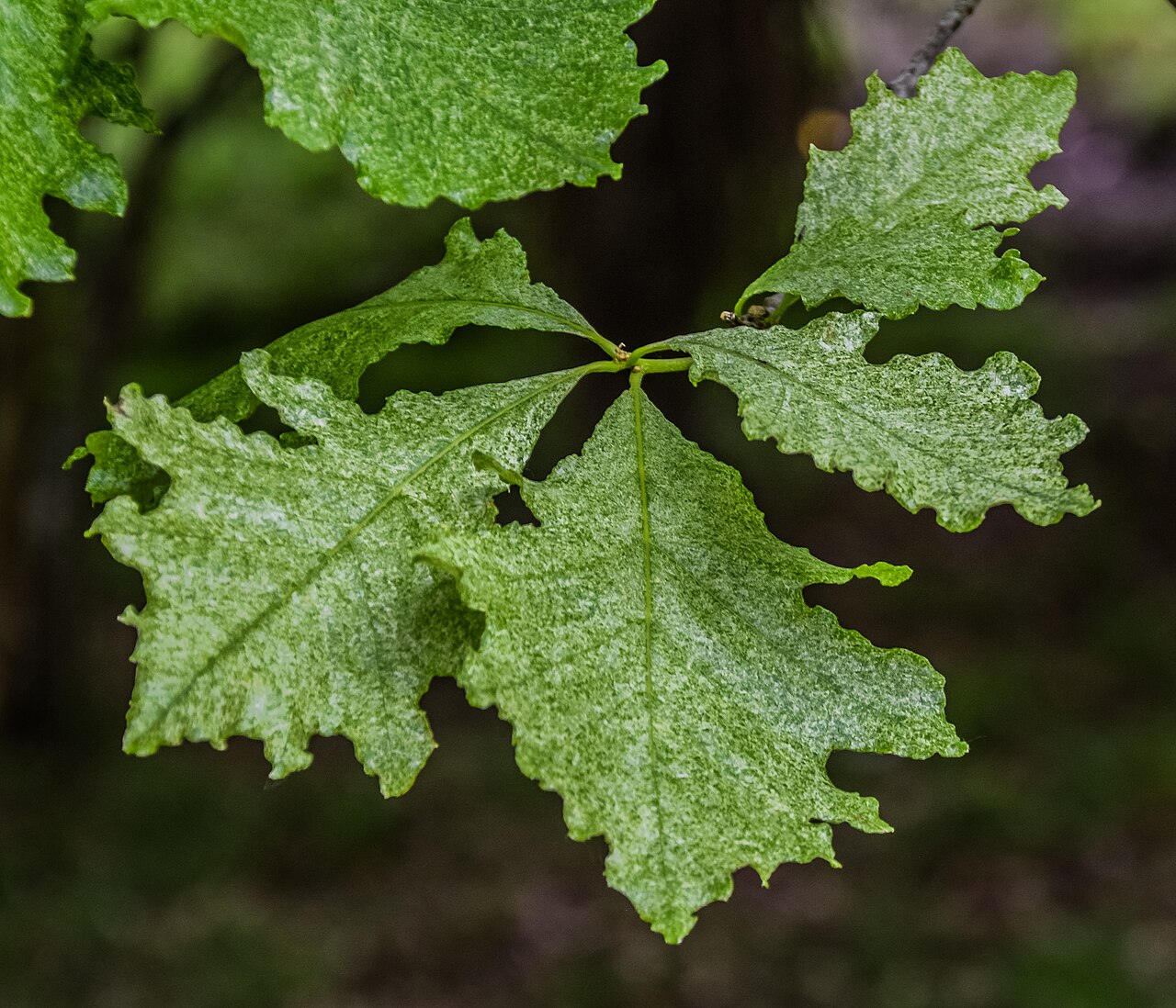 Hybrid oak: Quercus × humidicola in Hackfalls Arboretum , Gisborne Region, New Zealand