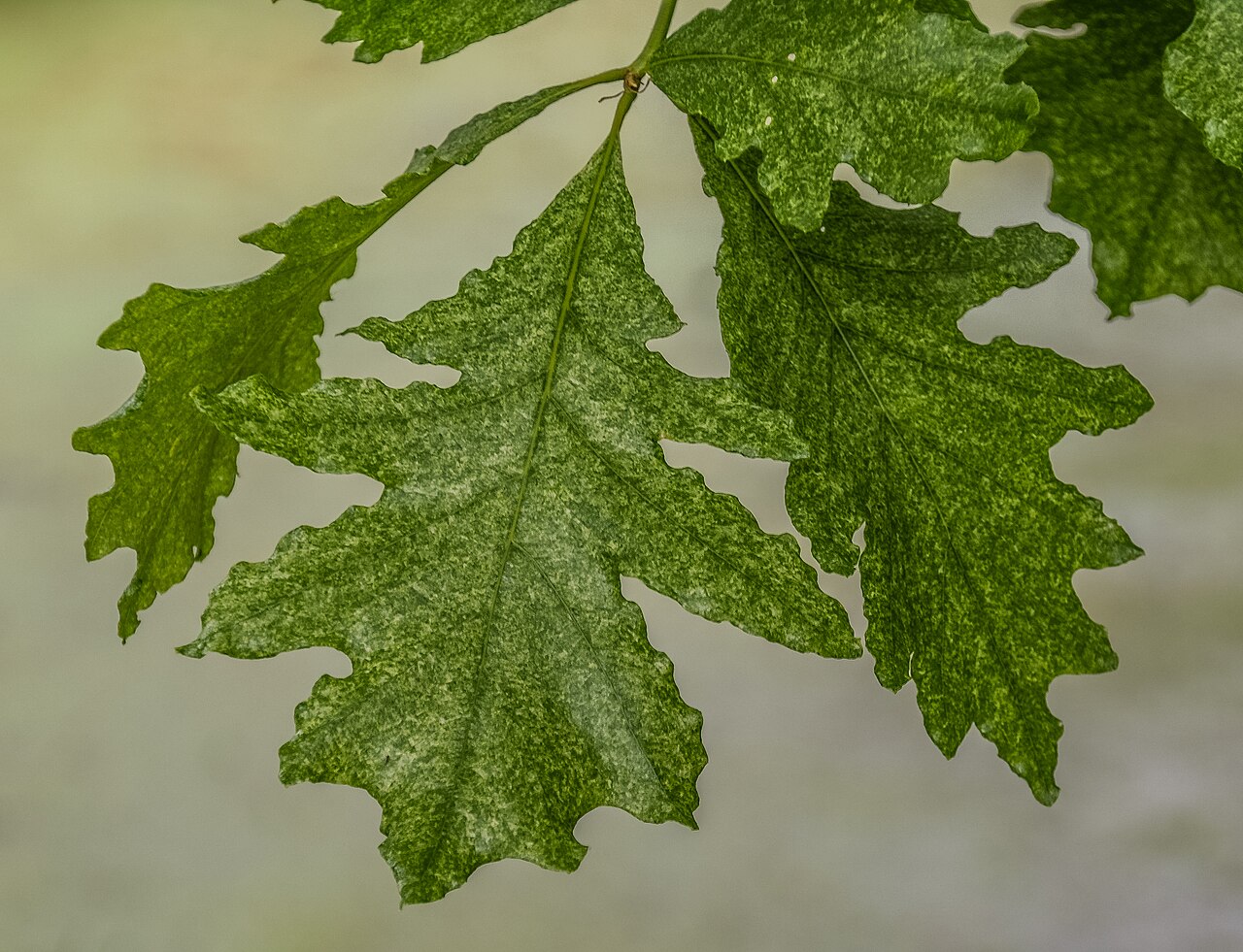 Hybrid oak: Quercus × humidicola in Hackfalls Arboretum , Gisborne Region, New Zealand