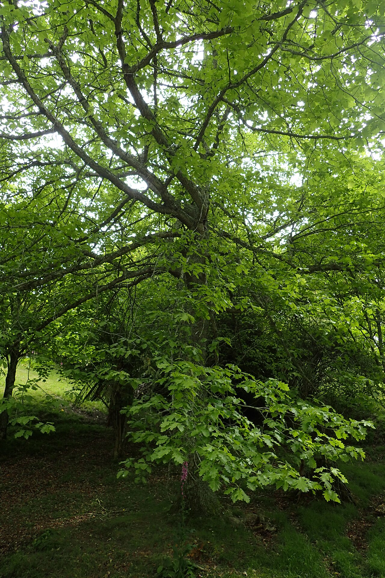 Hybrid oak: Quercus × humidicola in Hackfalls Arboretum, Hawkes's Bay NZ