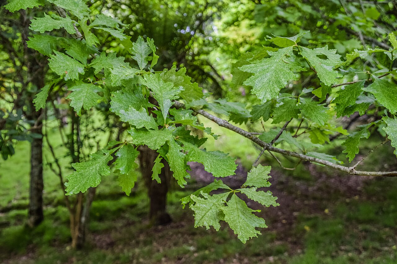Hybrid oak: Quercus × humidicola in Hackfalls Arboretum , Gisborne Region, New Zealand