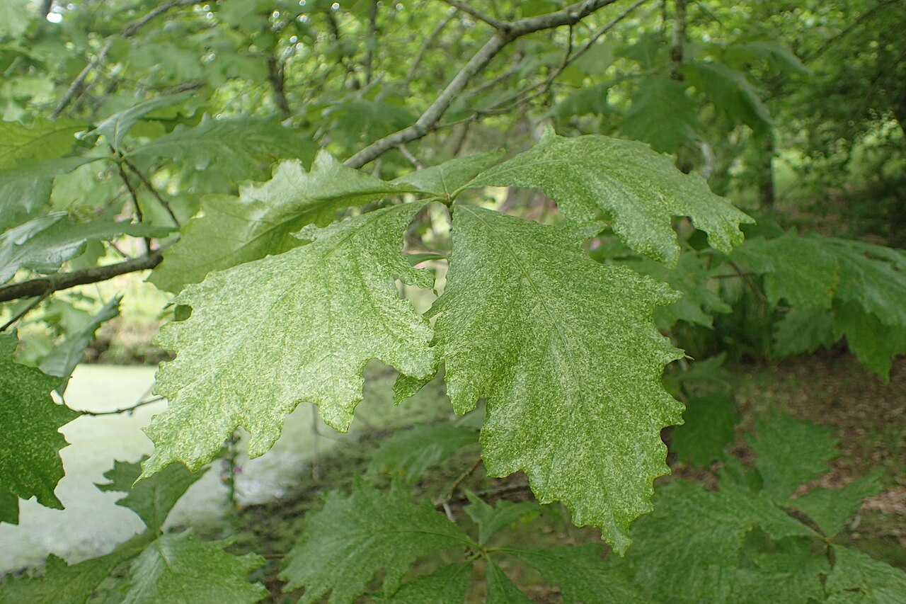 Hybrid oak: Quercus × humidicola in Hackfalls Arboretum, Hawkes's Bay NZ