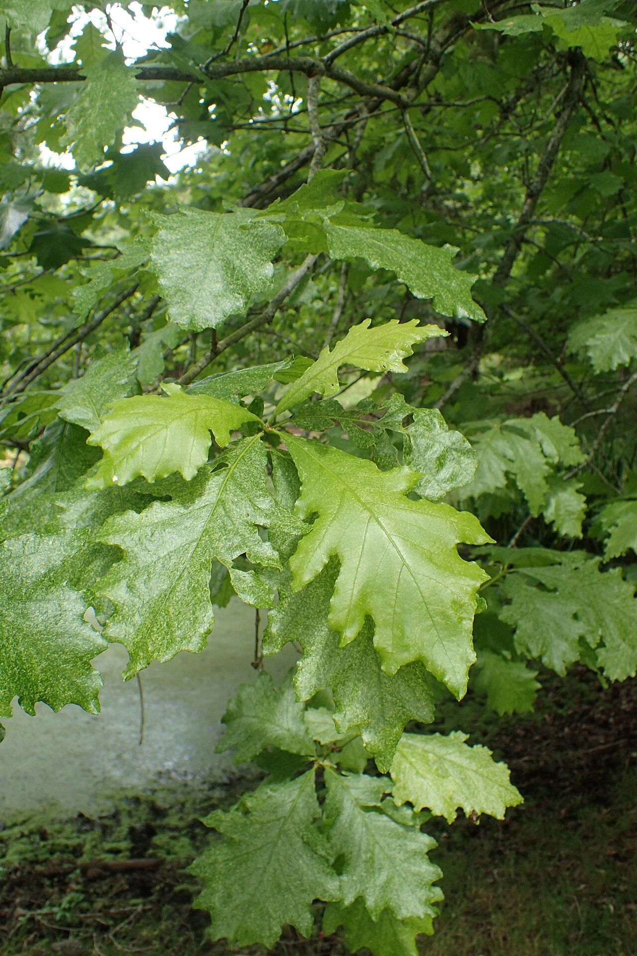 Hybrid oak: Quercus × humidicola in Hackfalls Arboretum, Hawkes's Bay NZ